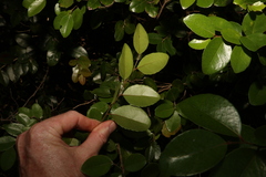 Xylosma ovata, photograph (c) Greg Tasney, some rights reserved (CC BY-SA)