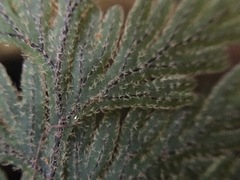 Hymenophyllum frankliniae