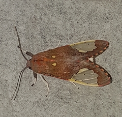 Bertholdia