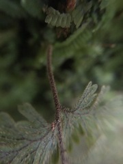 Hymenophyllum frankliniae