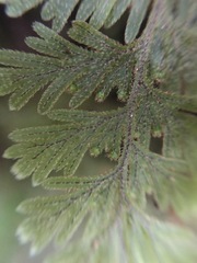 Hymenophyllum frankliniae