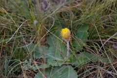 Taraxacum serotinum