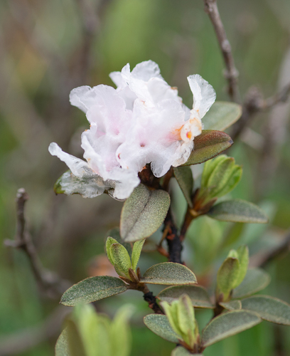 Rhododendron anthopogon, photograph 2