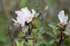 Rhododendron anthopogon, photograph (c) Morten Ross, some rights reserved (CC BY)