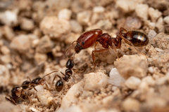 Pheidole xerophila