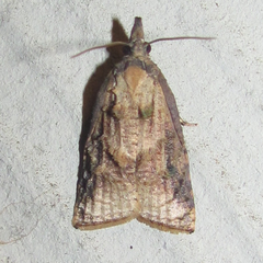 Platynota flavedana