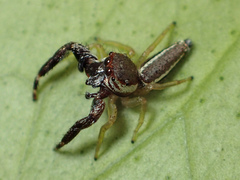 Hentzia vittata