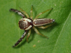 Hentzia vittata