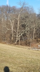 Quercus