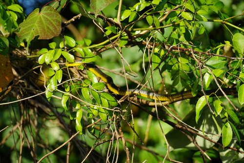Common Tree Snake sighting