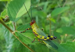 Zoniopoda tarsata