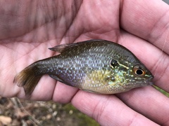 Lepomis marginatus