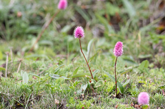 Bistorta macrophylla, photograph (c) Morten Ross, some rights reserved (CC BY)