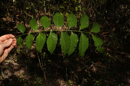 Ganophyllum falcatum, photograph 4