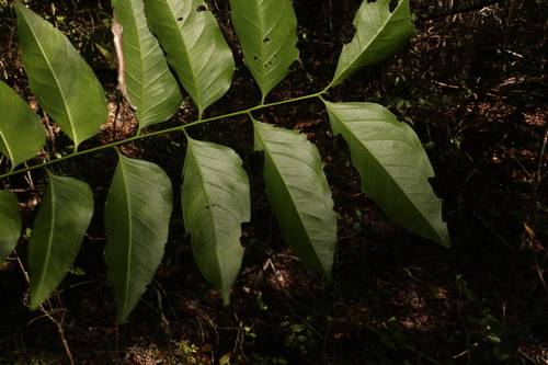 Ganophyllum falcatum, photograph 5