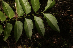 (c) Greg Tasney, some rights reserved (CC BY-SA) Ganophyllum falcatum, photograph (c) Greg Tasney, some rights reserved (CC BY-SA)