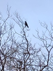 Corvus