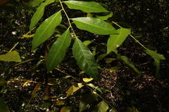 Ganophyllum falcatum, photograph (c) Greg Tasney, some rights reserved (CC BY-SA)