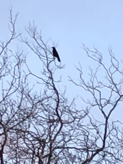 Corvus