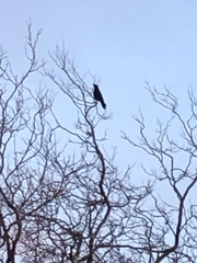 Corvus