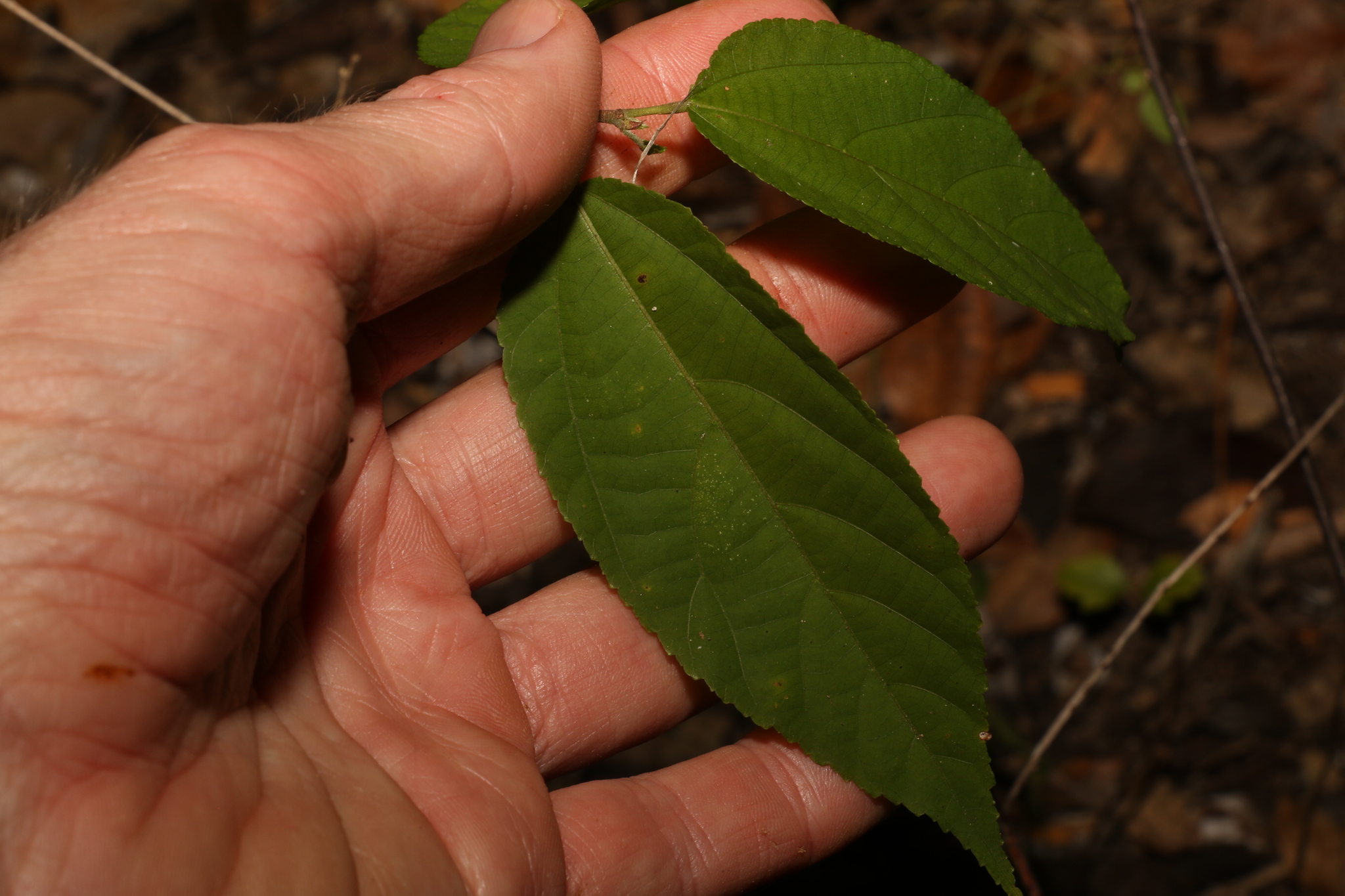 Grewia australis