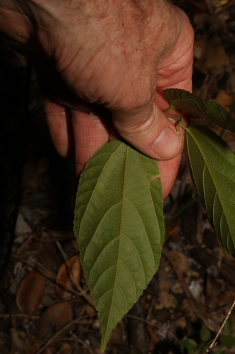Grewia australis, photograph 1