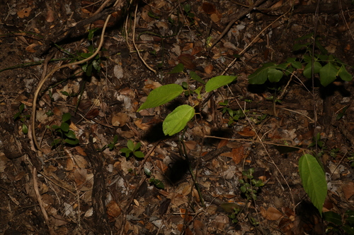 Grewia australis, photograph 2