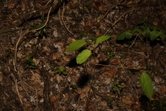 Grewia australis, photograph (c) Greg Tasney, some rights reserved (CC BY-SA)