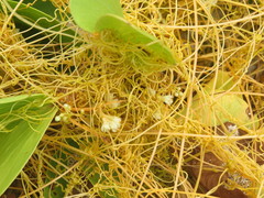 Cuscuta sandwichiana