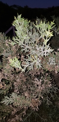 Colletia paradoxa