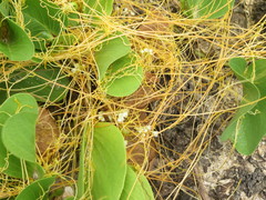 Cuscuta sandwichiana