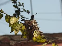 Cynanthus latirostris