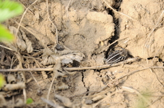 Dorcadion holosericeum