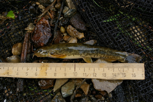 Stone Loach