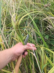 Carex lessoniana
