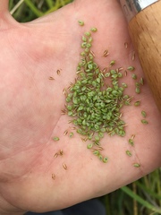 Carex lessoniana