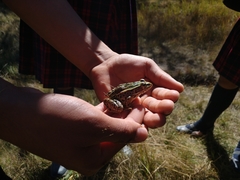 Lithobates spectabilis