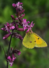 Colias myrmidone