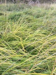 Carex lessoniana