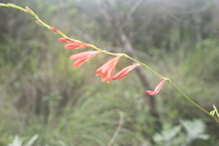 Tritonia disticha