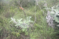 Tritonia disticha