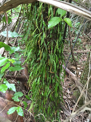 Loxogramme dictyopteris