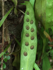 Loxogramme dictyopteris