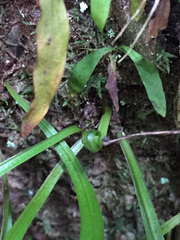 Loxogramme dictyopteris