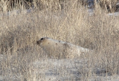 Pagophilus groenlandicus