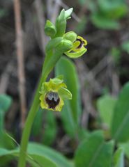 Ophrys lutea galilaea