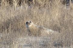 Pagophilus groenlandicus
