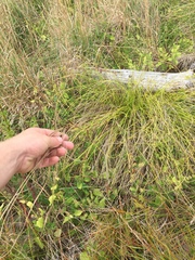 Carex flagellifera