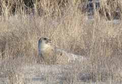 Pagophilus groenlandicus