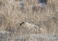 Pagophilus groenlandicus